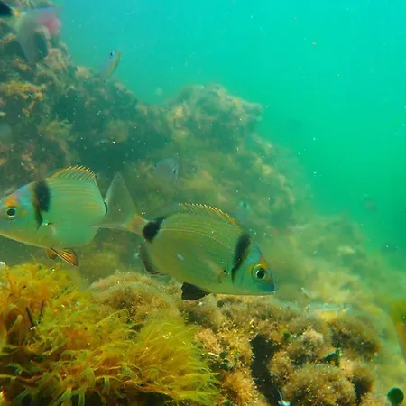 Apartament Agyra Limenaria (Thasos)